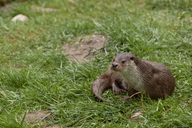 La loutre recolonise peu à peu le bassin de la Loire, mais son retour reste plus discret que celui du castor.